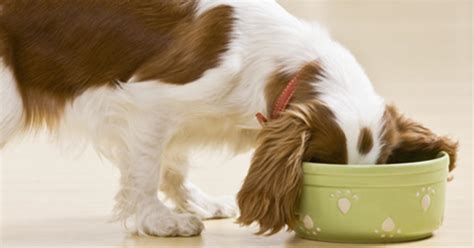 Dogs with sensitive stomachs may suffer gastrointestinal upset, sickness and diarrhoea after eating cat food. How Much to Feed a Puppy: Puppy Feeding Chart & Guide | Purina