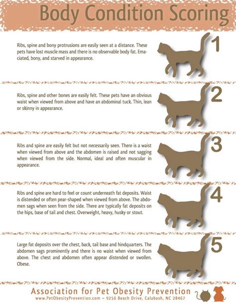 Body condition scores mainly involve looking at and feeling the ribs and waist, and guideline charts like those below can help you assess what you are seeing and place your pet on. How to Help Your Tripawd Lose Weight