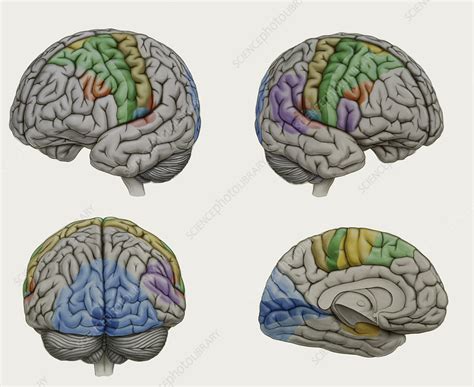 Illustration Of Areas Of Brain Functional Control Stock Image P330