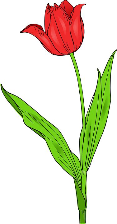 Тюльпан Цветок Природа Бесплатная векторная графика на Pixabay Pixabay