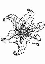Lily Flower Coloring Lilies Flowers Drawing Drawings sketch template