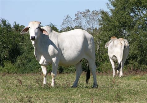 Elite grey brahman bulls in central queensland, australia. Decade-long project improves characteristics of Brahman cattle