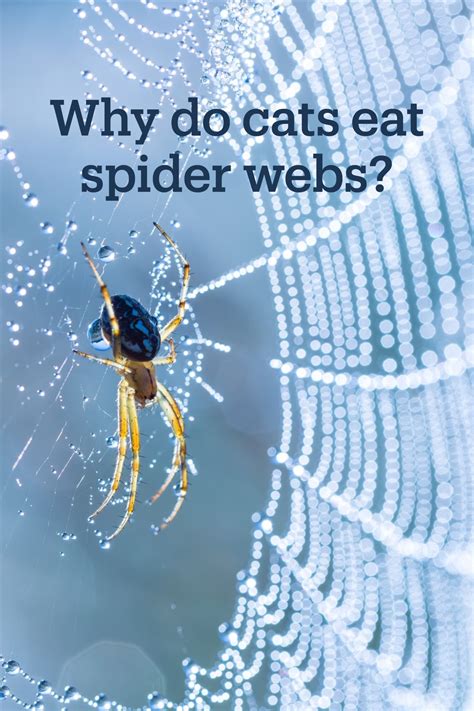 Why Do Cats Eats Spider Webs Cobwebs Cats Spider Web Cobweb