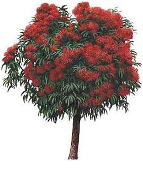 We specialize in unusual fruiting plants, trees, vines, and shrubs that produce edible nuts and fruits. WA Red Flowering Gum Natives Trees Mature Perth WA