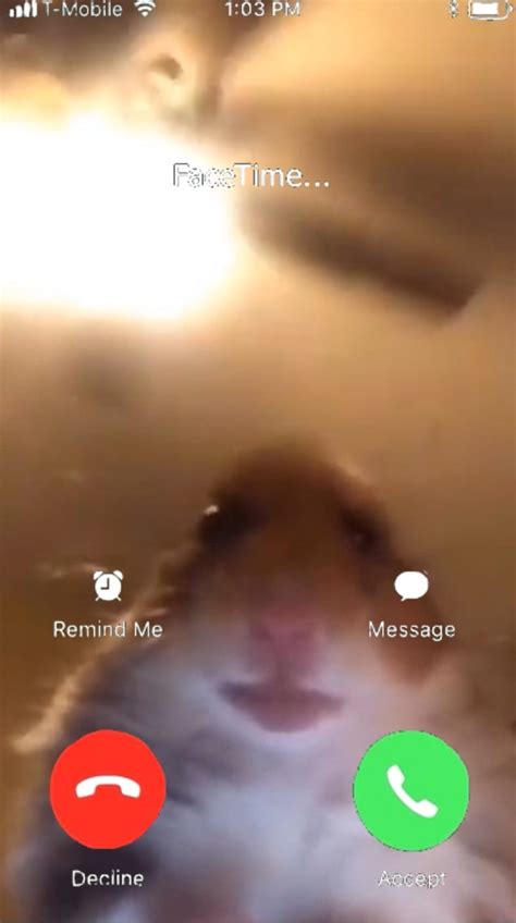 Put Your Video In The Hamster Facetime Meme By Zcfilms624 Fiverr
