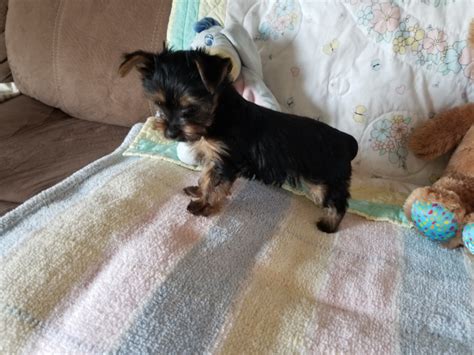 Three 10 Wk Old Yorkie Pups Two Girls And One Boy Dogs And Puppies For