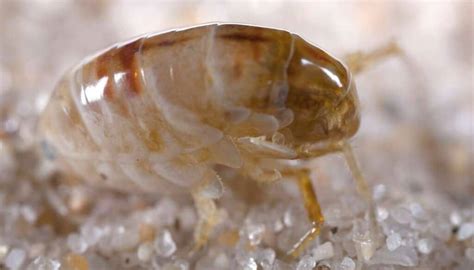 Sand Fleas Vs Fleas 3 Vital Differences That You Must Know