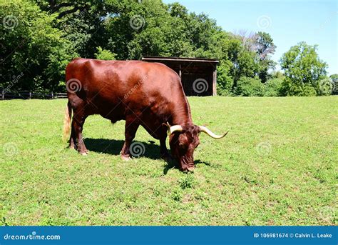 Bull Grazing On Grass In A Pasture Stock Photo Image Of Beef Ribeye