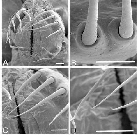 Ovipositor Morphology Of Bishopella Laciniosa Phalangodidae A Download Scientific Diagram