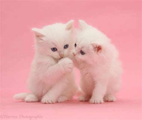 Awasome Wallpaper Cute Pink Cat Ideas