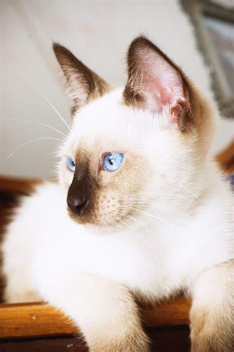 Known For Having Vivid Blue Eyes And A Creamy Coat Siamese Cats Have