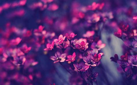 Purple Flowers Wallpapers 76 Images