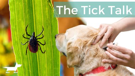 How Do Tick Bites Look Like On Dogs