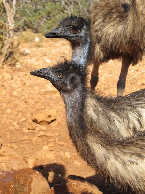 Emus Australia Stock Photo Image Of Face Australian 65770902