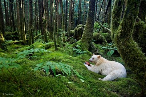 Known As The Spirit Bear Or The Kermode Bear This Revered And Rare