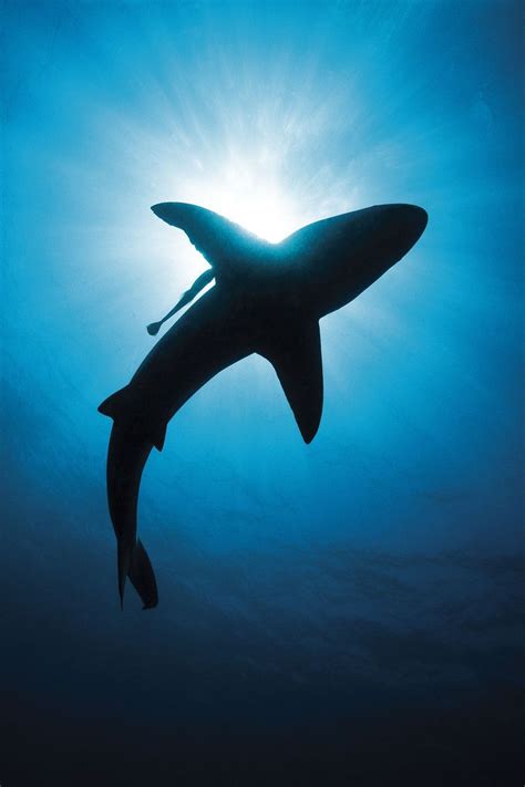 Sunburst Silhouette Of A Shark Shark Pictures Shark Shark Photos