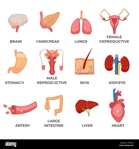 Lista 99 Foto Imagen Del Cuerpo Humano Y Sus Organos Alta Definición