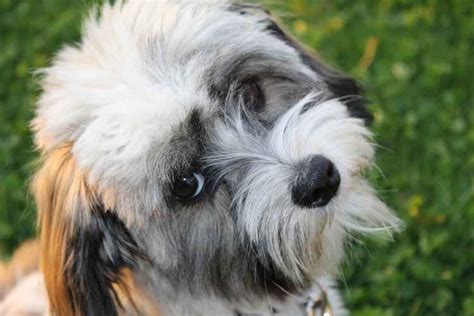 Havanese Dog Breed Information And Facts Dogalyo