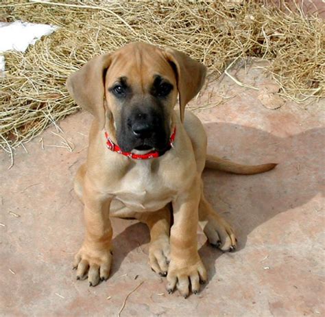 Your great dane puppy needs proper nutrition to grow into a giant dog. Great Dane Puppies for Sale(atul pahariya 1)(2251) | Dogs ...
