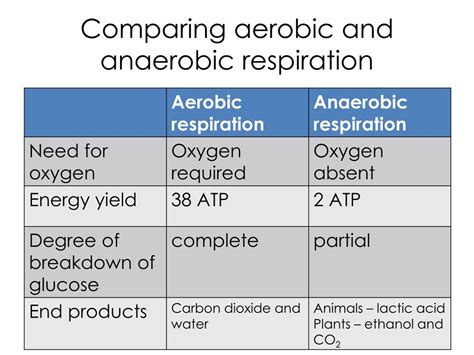 Comparing Aerobic And Anaerobic Respiration