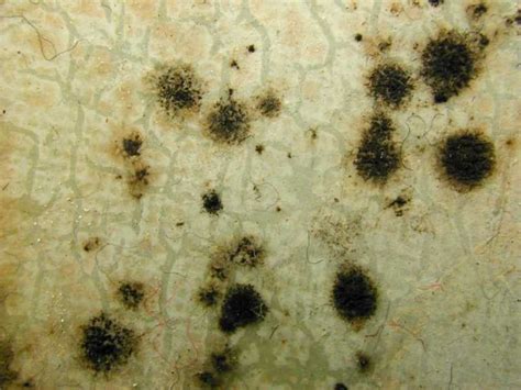 Cladosporium Mold The Worlds Largest Toxic Mold Web Site
