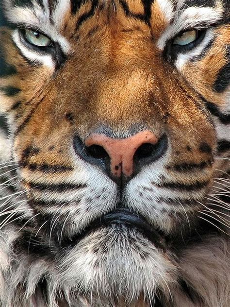 Sumatran Tiger Cutest Animals Animals And Pets Wild Animals Large