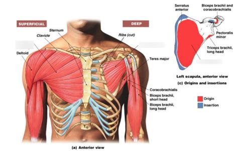 Muscles Of The Shoulder And Back And Chest Which Move The Arm 2 Diagram