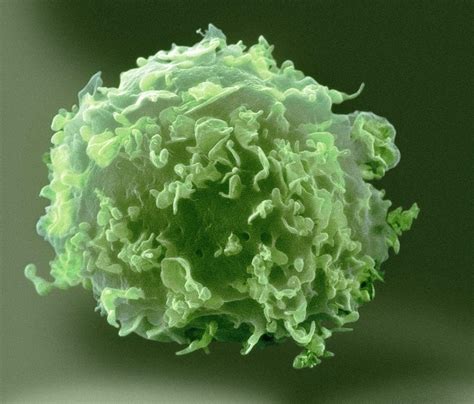 Monocyte White Blood Cell Photograph By Nibsc