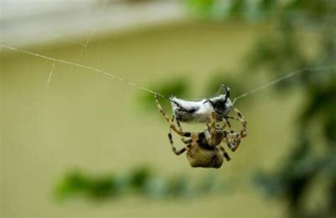 The Difference Between House Spiders And Brown Recluses Sciencing
