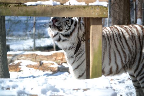 Saber Tiger Carolina Tiger Rescue