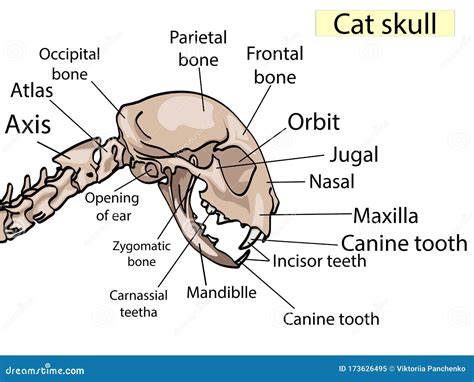 Anatomía Del Cráneo Del Gato La Vista Lateral Muestra Las Principales