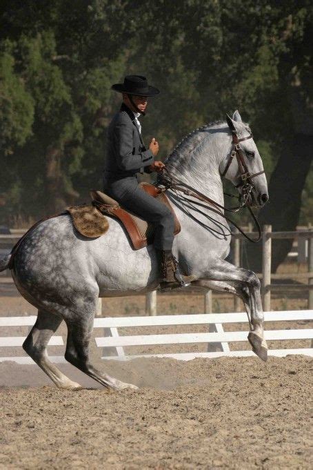 Grey Lusitano Stallion Oxidado In Portugal Horses Lusitano Horse