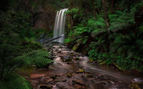 Waterfall Rain Forest Jungle Fern Australia Hd Wallpaper Pxfuel