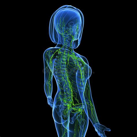 Female Lymphatic System Stock Illustration Illustration Of Body 36217215