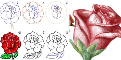 Como Desenhar Uma Rosa Para Iniciantes Passo A Passo