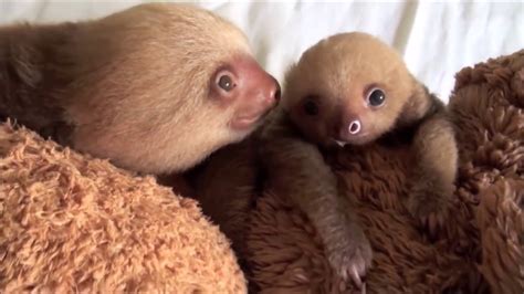 Baby Sloths Being Sloths Funniest Compilation Youtube