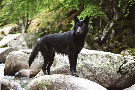Black Wolf Dog Everything You Need To Know With Pictures