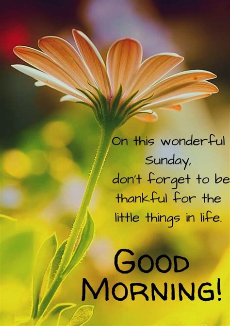 50 Best Good Morning Sunday Quotes Happy Sunday Morning