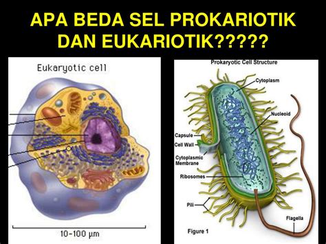 Pengertian Contoh Dan Struktur Sel Prokariotik Dan Eukariotik Serta