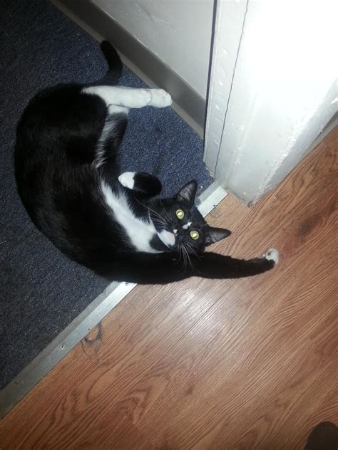 Psbattle Tuxedo Cat Lying In A Funny Position Rphotoshopbattles