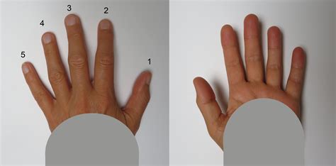 File Human Fingers Both Sides 2  Wikimedia Commons