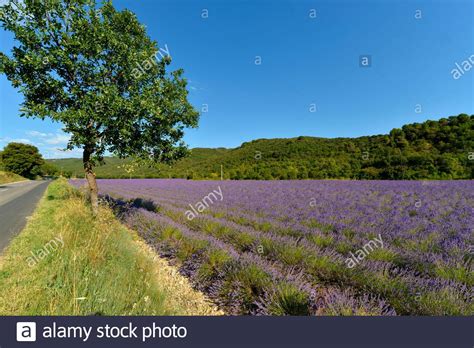 Tree In A Lavender Field Hi Res Stock Photography And Images Alamy