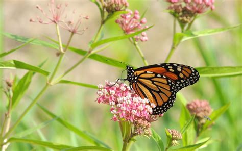 Monarch Butterfly Survival Why Do Monarchs Need Milkweed