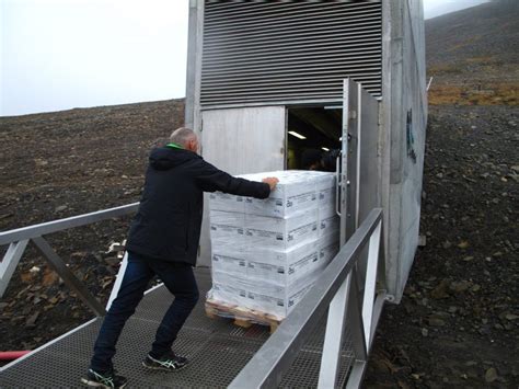 Korean Plant Seeds In Svalbard Global Seed Vault Yonhap News Agency