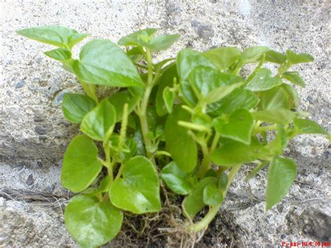Philippine Herbal Plants And Their Uses Ulasiman Bato