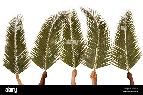 Five Hands Waving Palm Branches Against A White Background Stock Photo