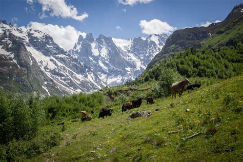 Cows On An Alpine Meadow In The Caucasus Stock Photo Image Of