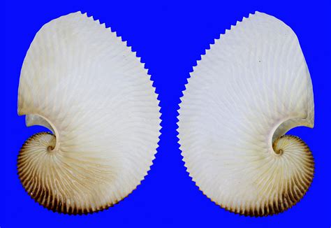 Argonauta Argo Argonautidae Specimen Sea Shell Picture Ts162722