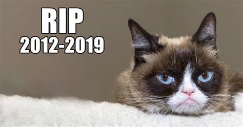 Grumpy Cat Dies At 7 Years Old Cats Of Instagram Instagram Posts Grumpy Cat Humor Sad Faces