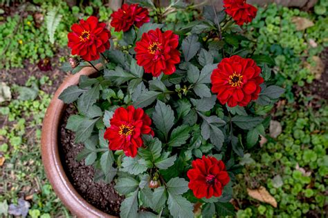 How To Grow Dahlias In Pots